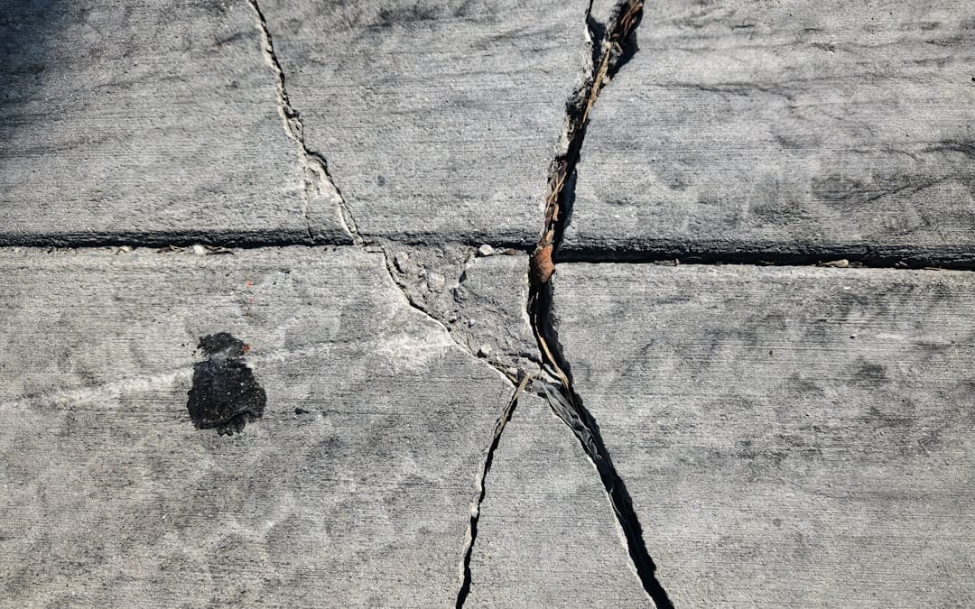 A crack in the concrete with a small bird on it